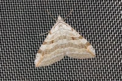 Aplocera efformata
