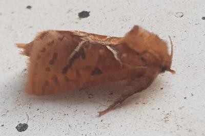 Triodia sylvina