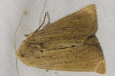 Rhizedra lutosa