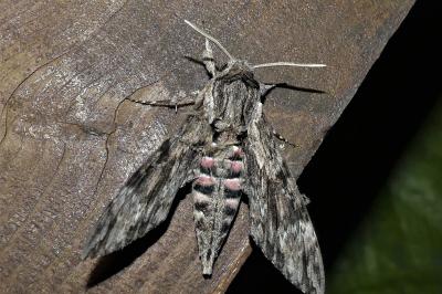 Agrius convolvuli