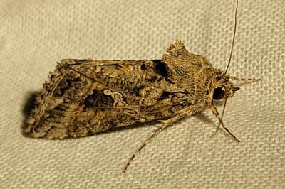 Trichoplusia ni