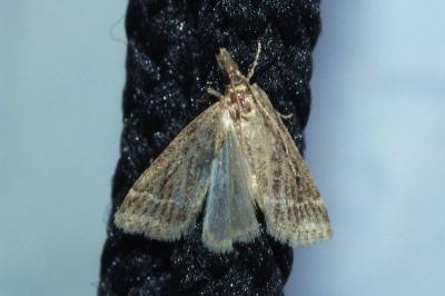 Eudonia pallida