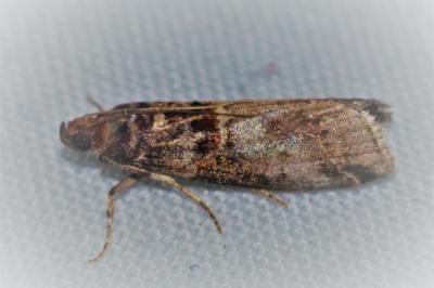 Acrobasis advenella