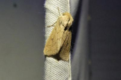 Mythimna vitellina