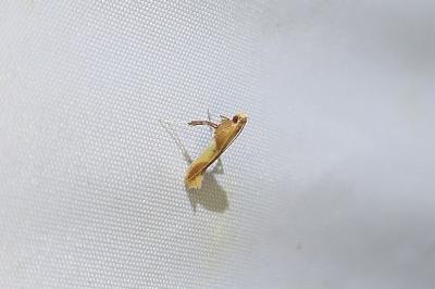 Caloptilia