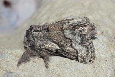 Trichiura crataegi