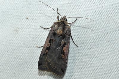 Xestia c-nigrum