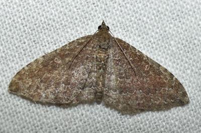 Nycterosea obstipata