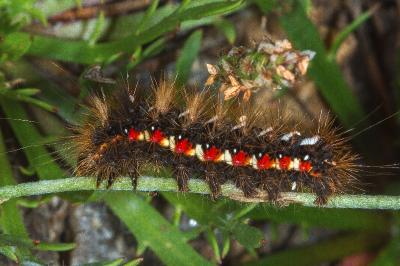 Acronicta rumicis