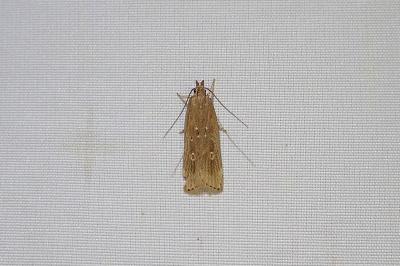 Helcystogramma triannulella