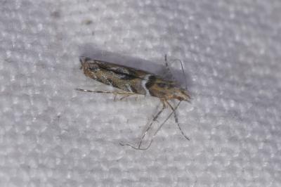 Acrocercops brongniardella