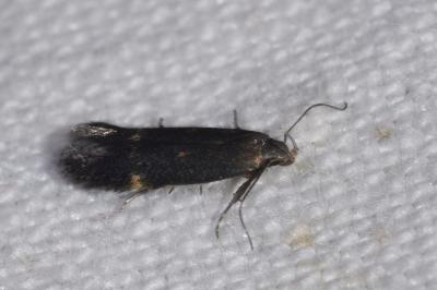 Aproaerema anthyllidella