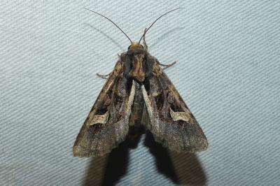 Trigonophora flammea