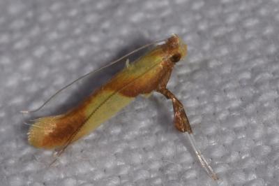 Caloptilia alchimiella