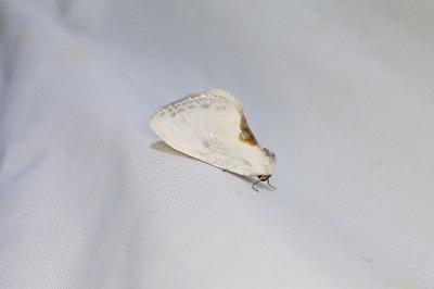 Cilix hispanica