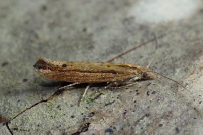 Ypsolopha ustella