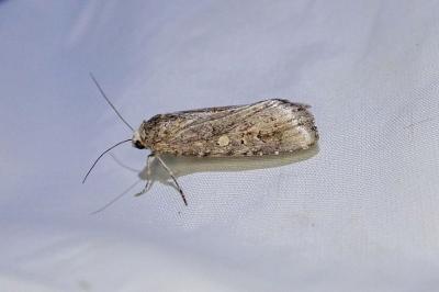 Spodoptera exigua