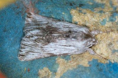 Calophasia platyptera