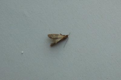 Plodia interpunctella