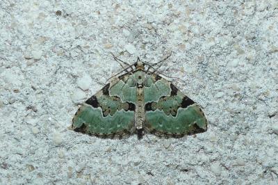 Colostygia pectinataria
