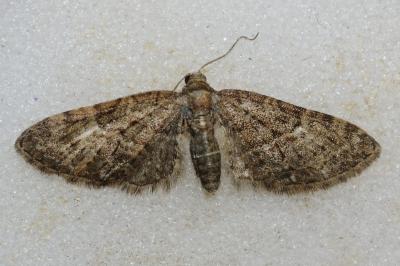 Eupithecia