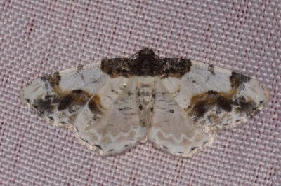 Ligdia adustata