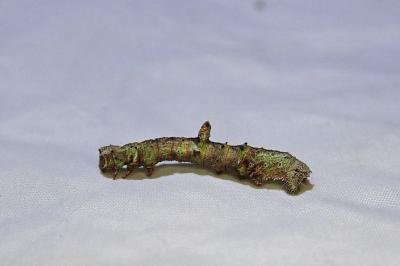 Opisthograptis luteolata