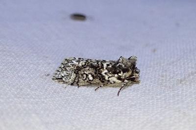 Polyploca ridens