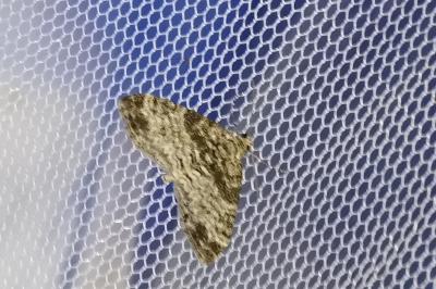 Lobophora halterata