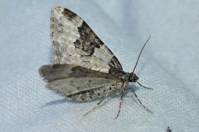 Xanthorhoe fluctuata