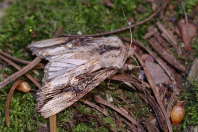 Egira conspicillaris