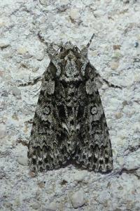 Acronicta rumicis