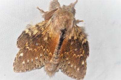 Stauropus fagi