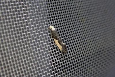 Monopis monachella