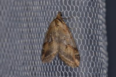 Chesias rufata