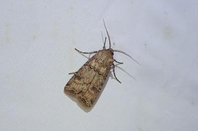 Agrotis segetum