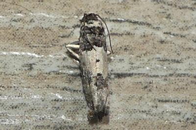 Epinotia thapsiana