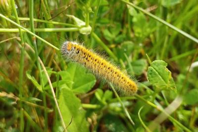 Lasiocampa trifolii