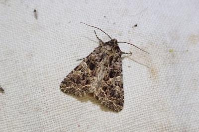 Hadena bicruris