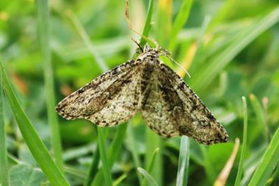 Cleorodes lichenaria