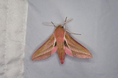 Deilephila elpenor