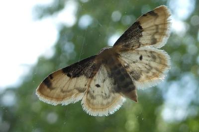 Idaea filicata