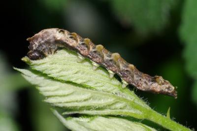 Thyatira batis