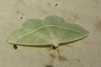 Campaea margaritaria