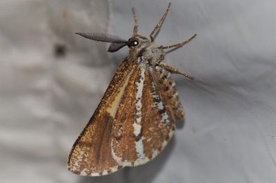 Bupalus piniaria