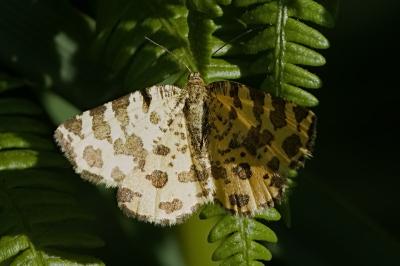 Pseudopanthera macularia