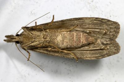 Lamoria anella