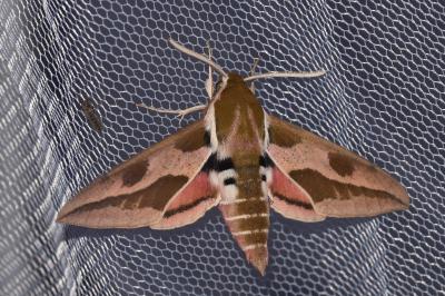Hyles euphorbiae