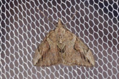 Thera cupressata