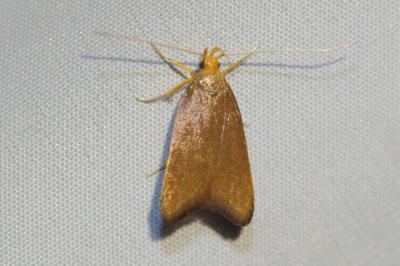Eurodachtha pallicornella